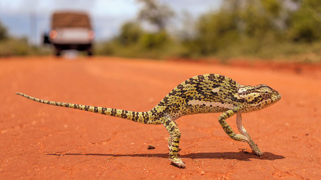 Afrika, Toyota Land Cruiser, Impressionen, Tierwelt