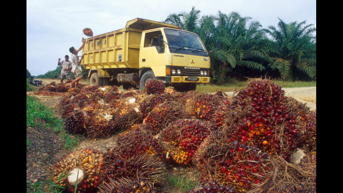 Alternative Kraftstoffe, Palmöl