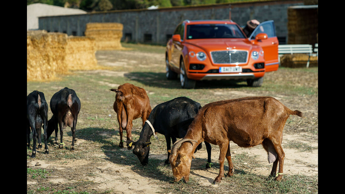 Bentley Bentayga gegen Ziege