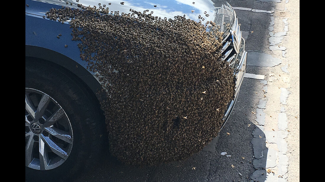 Bienen am Auto