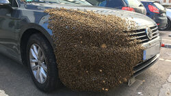Bienen am Auto