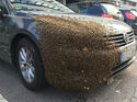 Bienen am Auto