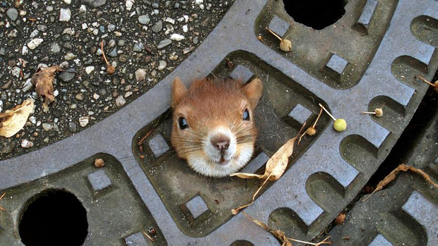 Eichhörnchen Gullydeckel