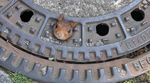 Eichhörnchen Gullydeckel