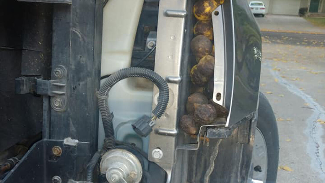 Eichhörnchen bunkert 75 Kilo Nüsse im Pick-up