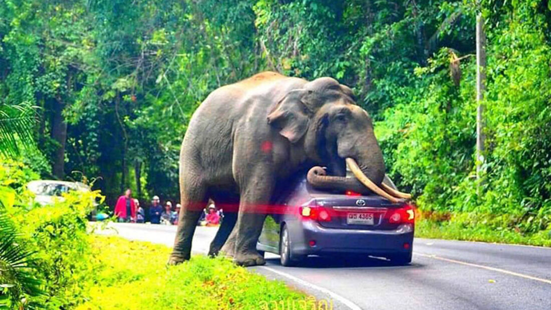 Elefant Toyota Corolla