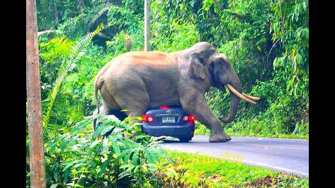 Elefant Toyota Corolla