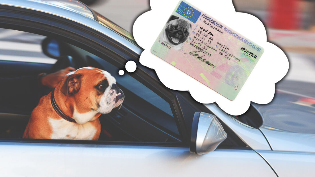 Führerschein Prüfung Engpass Hund