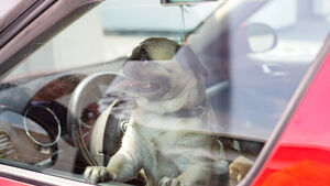 Hitze und Hund im Auto Sommerzeit Klimaanlage