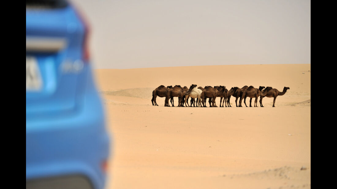 Kamelherde in Wüste