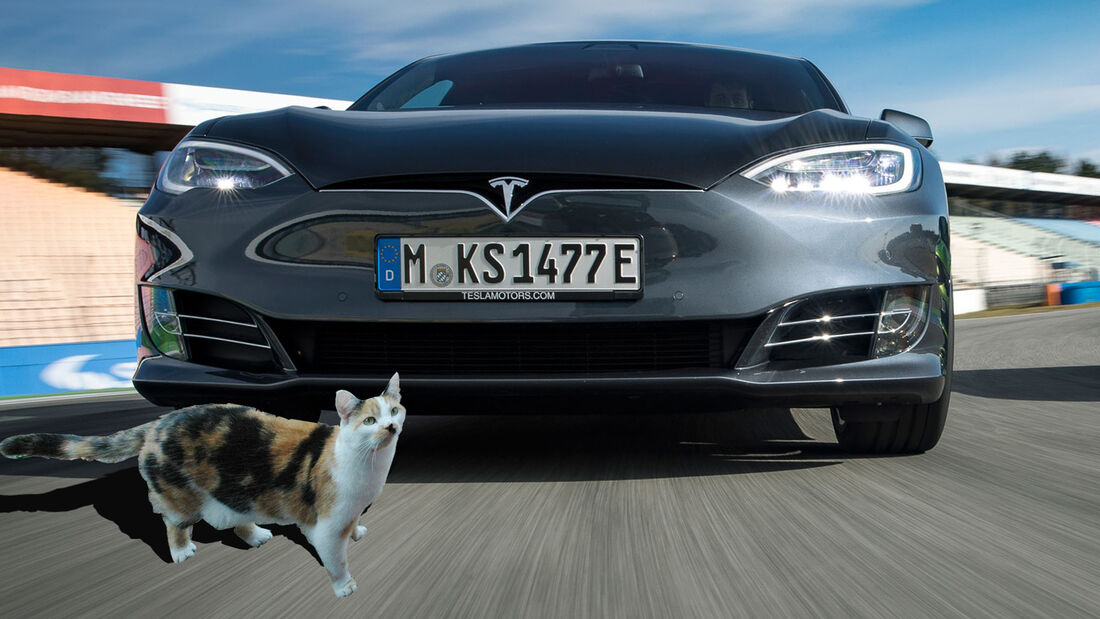 Katze Tesla Model S