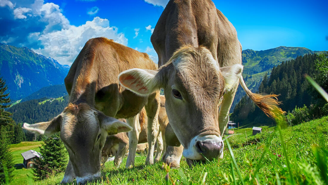 Kuh Kühe Milch Almwiese Bayern Sommer