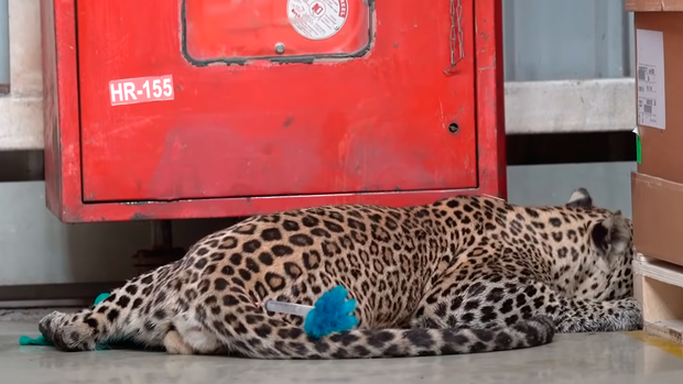 Leopard legt indisches Mercedes-Werk lahm