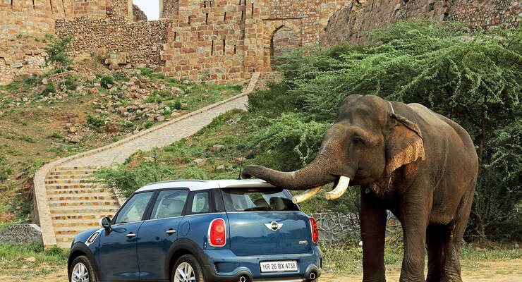 Mini Elefant
