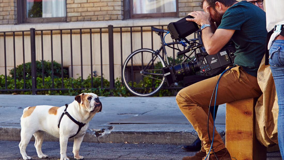 Mini, Werbespot, Hund