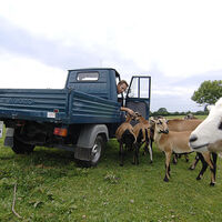 Piaggio Ape P 501 Dreirad