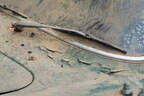Porsche 356 B (1963) Scheunenfund