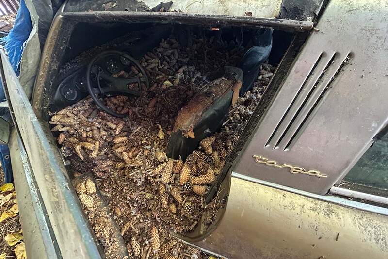 Porsche 911 E Targa unter Kiefernzapfen begraben