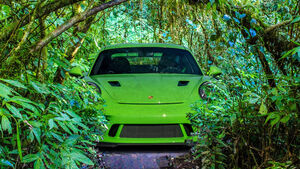 Porsche CO2 Ausgleich Green Collage Dschungel Eisbär