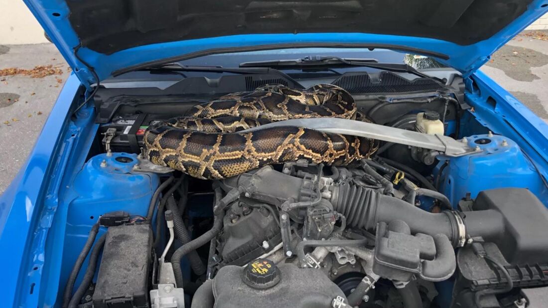 Python unter Motorhaube