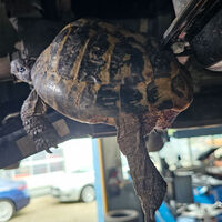 Schildkröten-Rettung