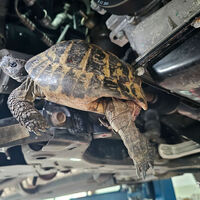 Schildkröten-Rettung