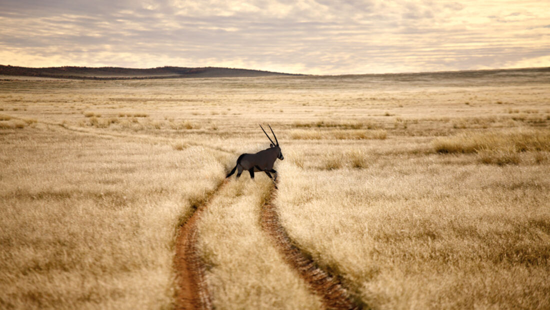 WÜSTE GEGEND, Antilope