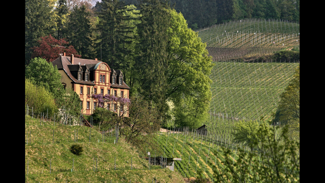Weinberg, Schloss, Schwarzwald