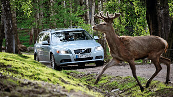 Wildwechsel, Wald